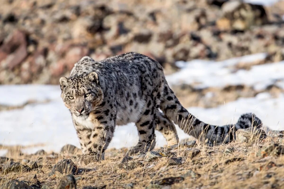    «Снежная кошка», финалист Фестиваля «Первозданная Россия».