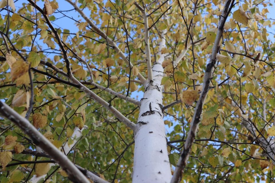    Осень. Погода. . Источник: media4media.ru