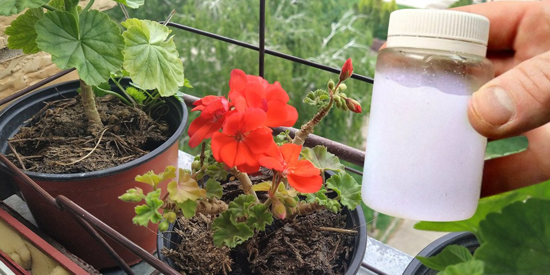 Чахлая герань цветёт без остановки всю зиму! 7 действий в ноябре-декабре, которые моментально пробудят растение