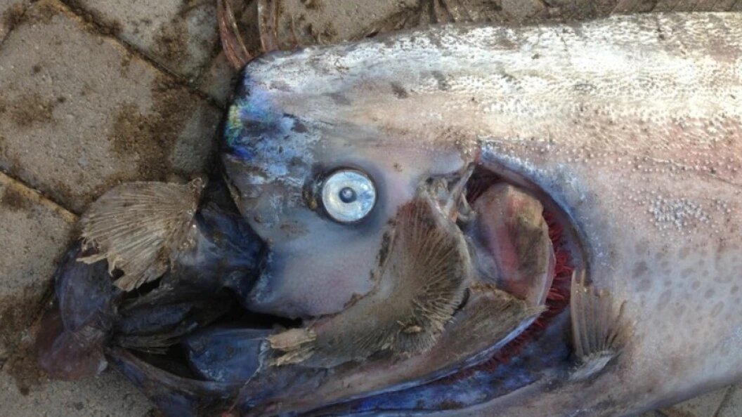    The Catalina Island Marine Insti/ZUMAPRESS.com/Globallookpress