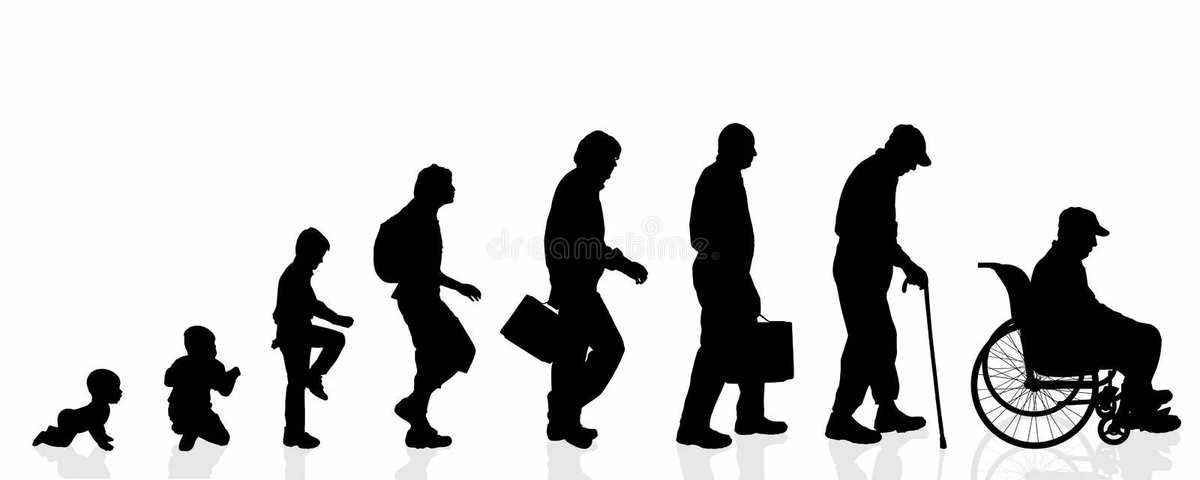 Онтогенез в спорте — это процесс индивидуального развития организма, который включает возрастные периоды, физиологические изменения и особенности адаптации к физическим нагрузкам. Учёт онтогенеза важен для планирования спортивной тренировки, так как развитие двигательных качеств (силы, быстроты, выносливости, ловкости, гибкости) происходит неравномерно и зависит от развития ряда систем организма.