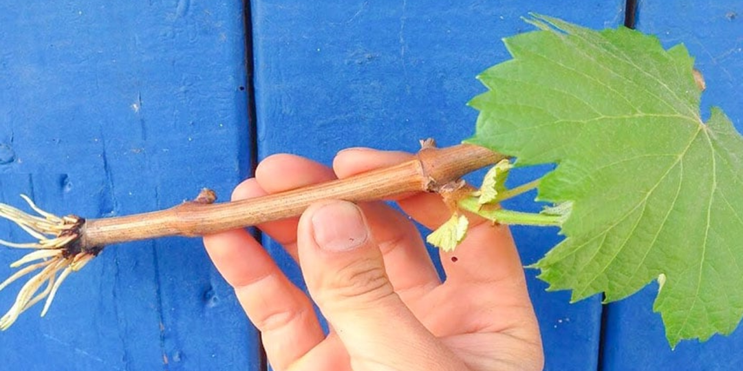 В ноябре любой черенок пустит корни, если использовать только 3 способа. Всё остальное не сработает