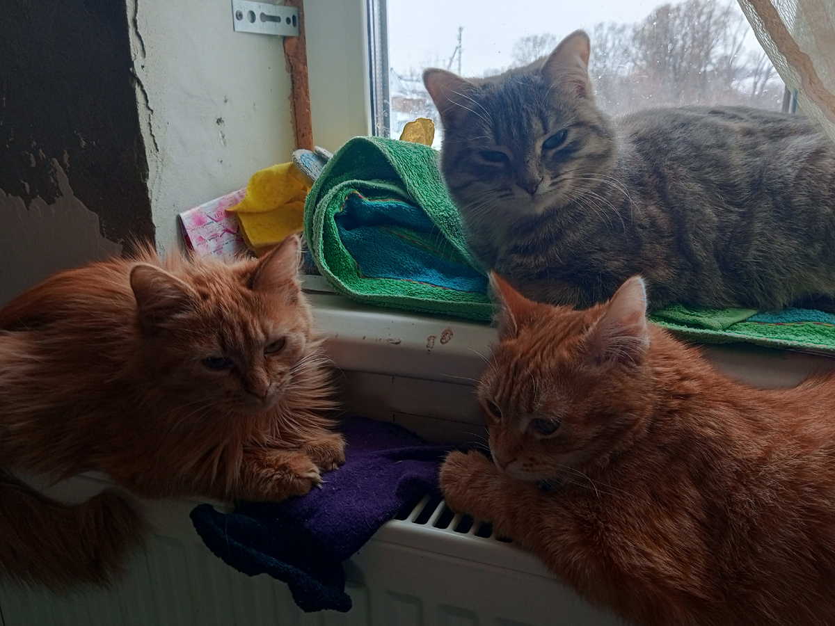 Ася (серая) и плоды ее любви к рыжим котам: Лёлик и Бобик