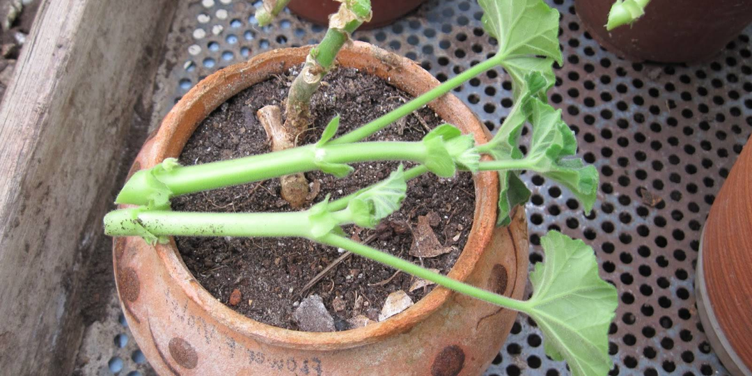 Проверил 12 растворов, но работают только 3: черенки герани мигом распушатся и пустят корни