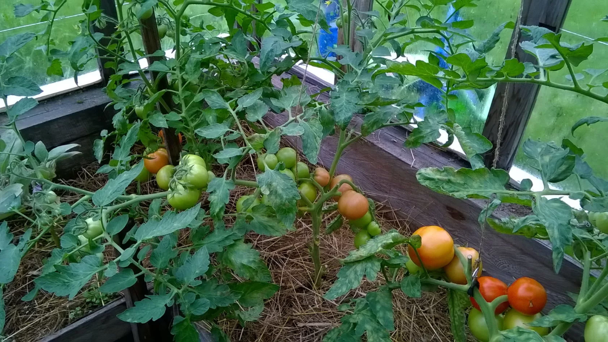 «Белый налив»