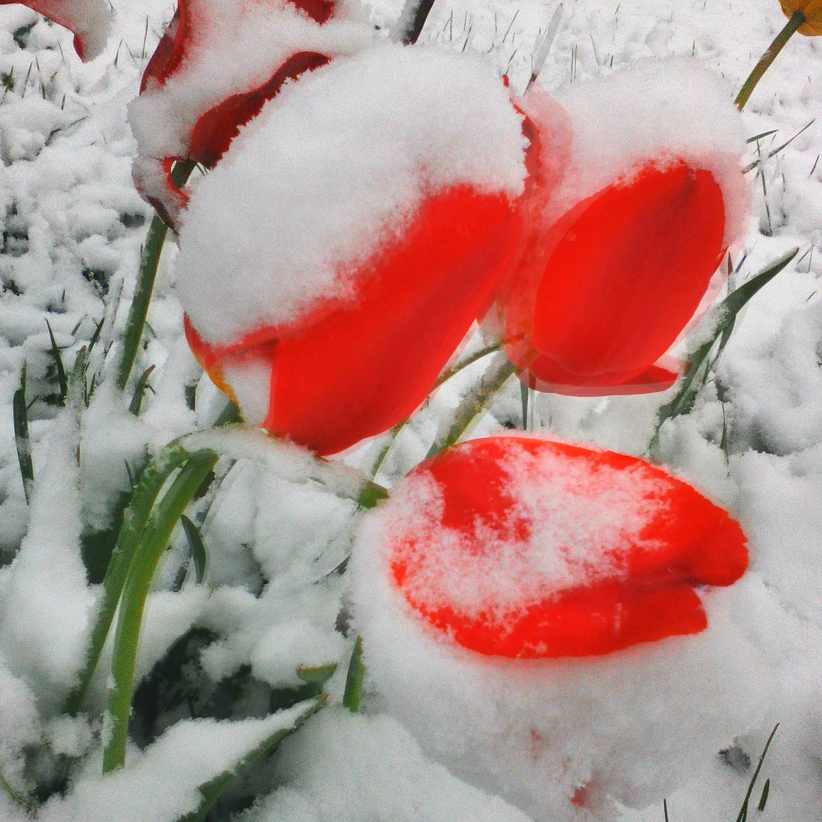 фото яблонь в снегу для истории не сохранились