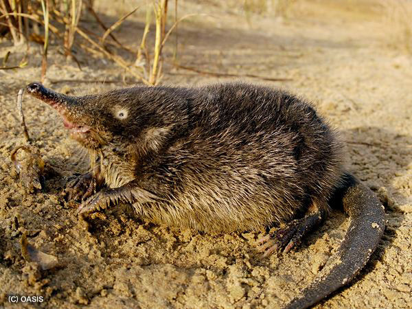 Видите этот «клюв» и хвост-лопату? Это не монтаж — это реальность!