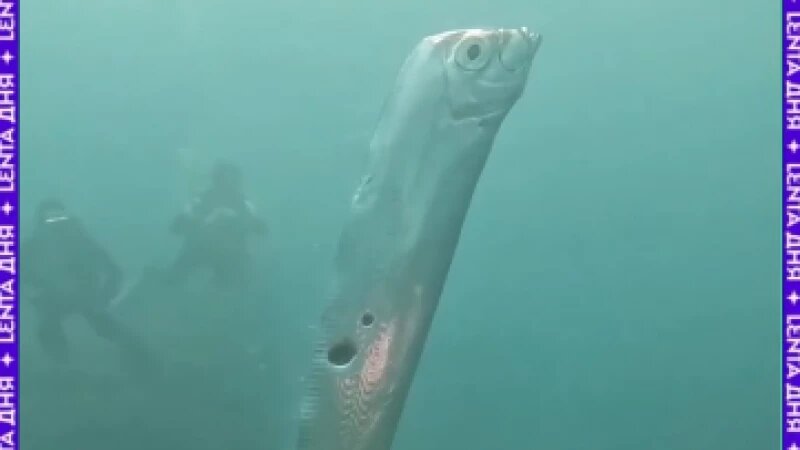     Сельдяной король Скриншот видео