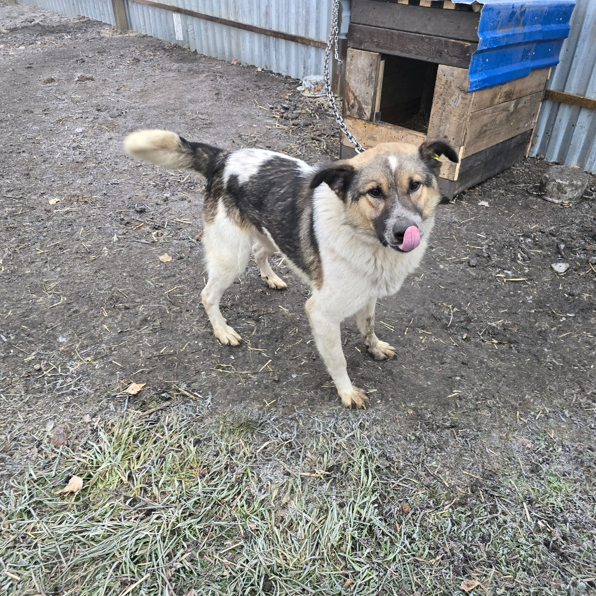 уличная собачья мудрость с языком наружу