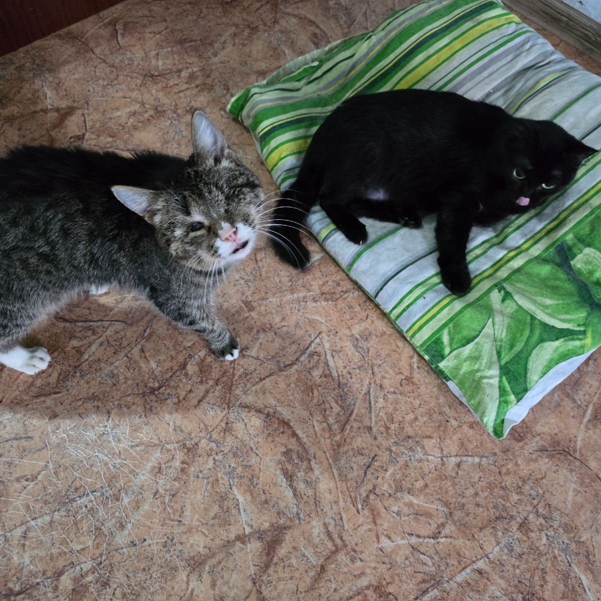 котики Муся и Кузя судят людей