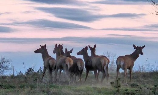    Фото: минприроды Ростовской области © Веселовские вести