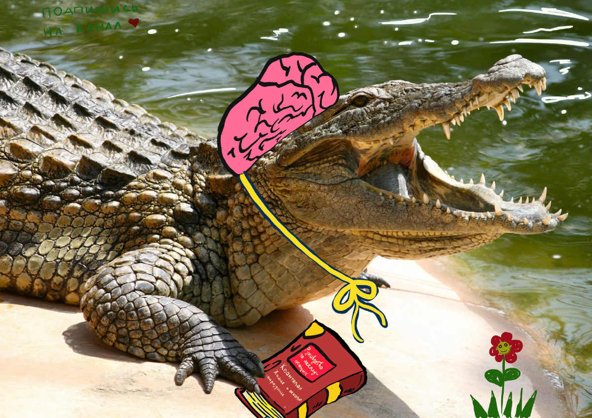 Очень странно и не понятно, почему именно интеллектуальное развитие получил только человек. Крокодил