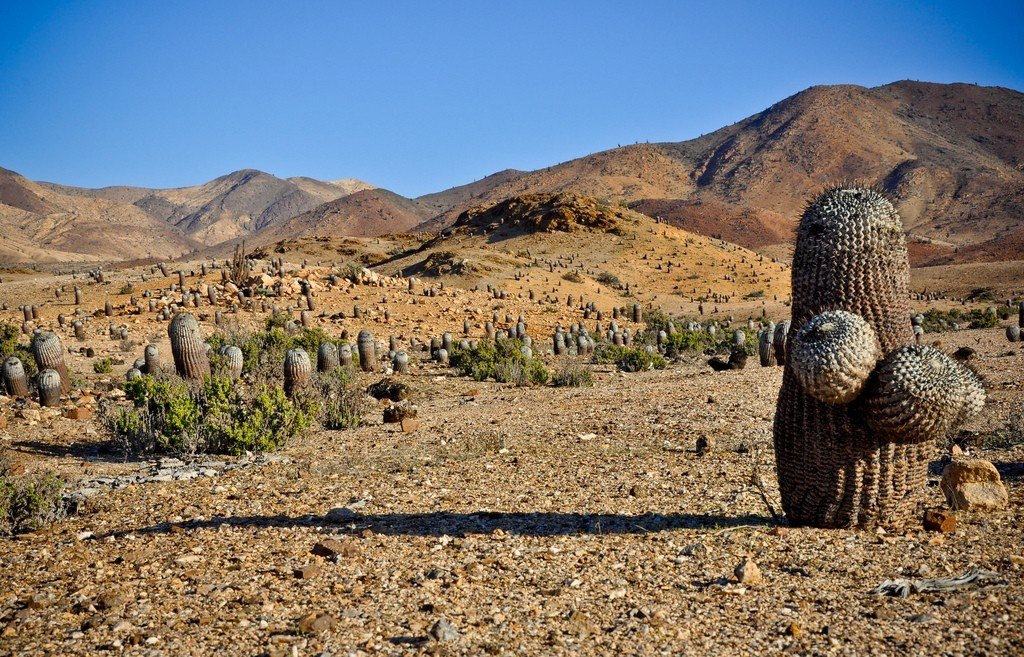 Эта сцена передаёт уникальную красоту пустыни Атакама, где жизнь находит способ существовать даже в самых экстремальных условиях.
