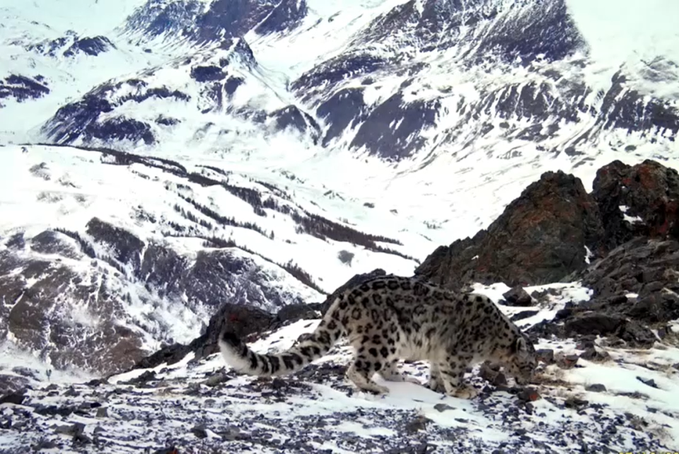    Снежный барс в горах Алтая. Источник: Telegram-канал Сайлюгемского нацпарка