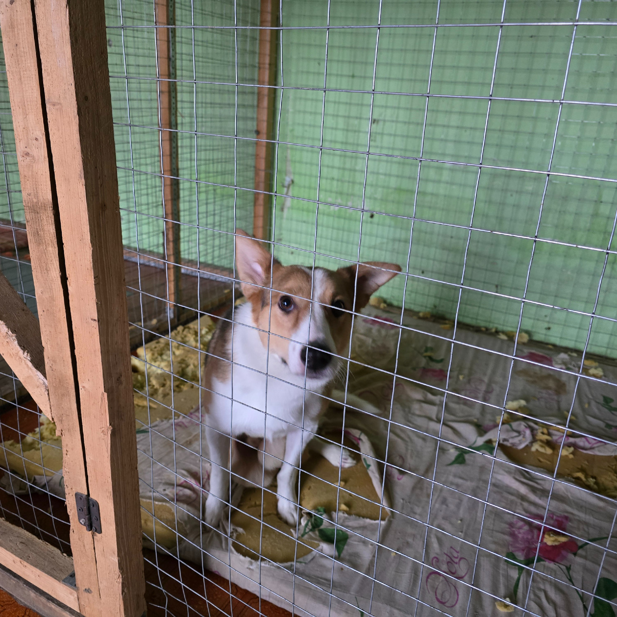 Апрель сидит в вольере грустный