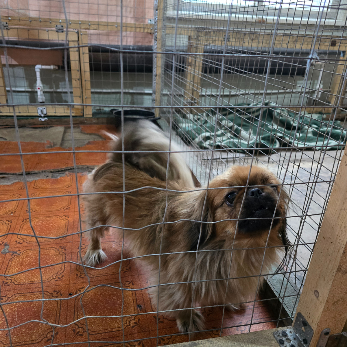 Пушистый пёс смотрит сквозь сетку