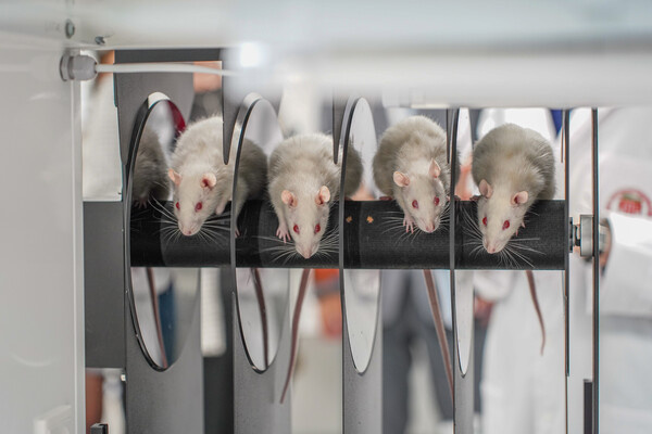 Лабораторные крысы в БГМУ / АНО «Национальные приоритеты» 