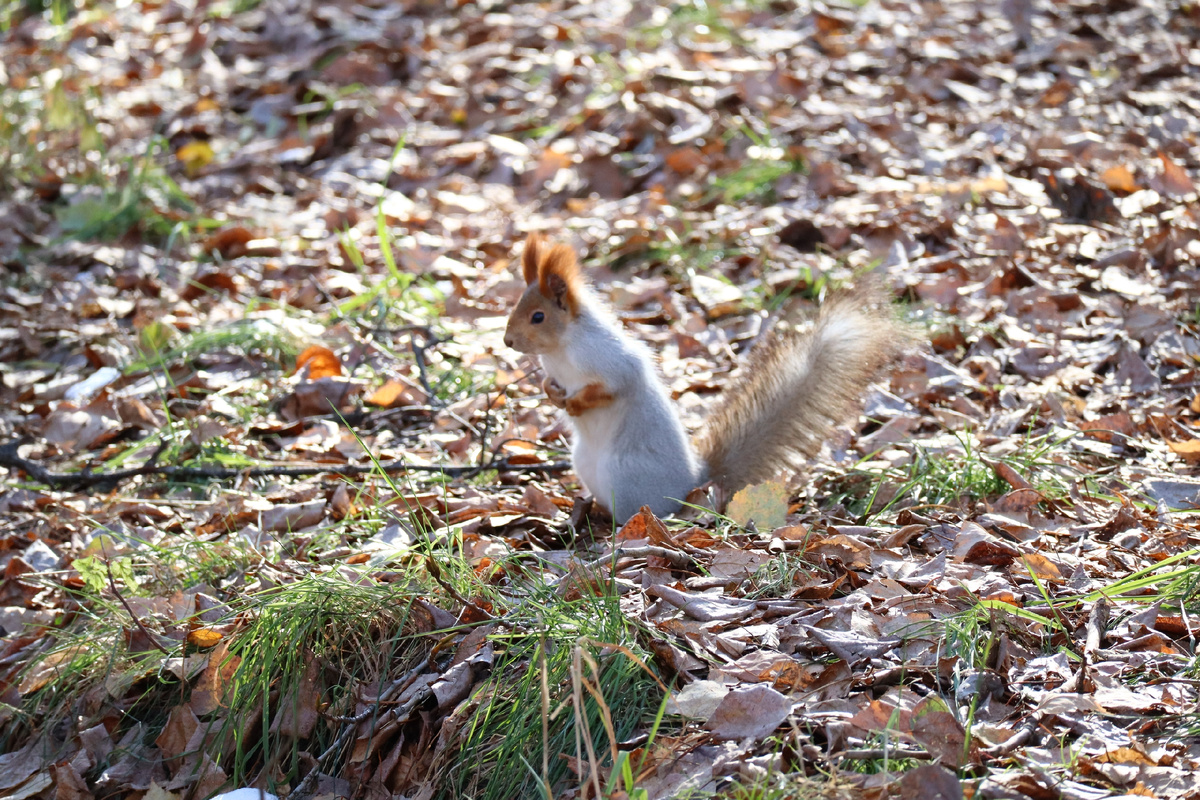 Белка в парке Юбилейном. Барнаул. Алтайский край. Фото автора - Татьяна Фомичева