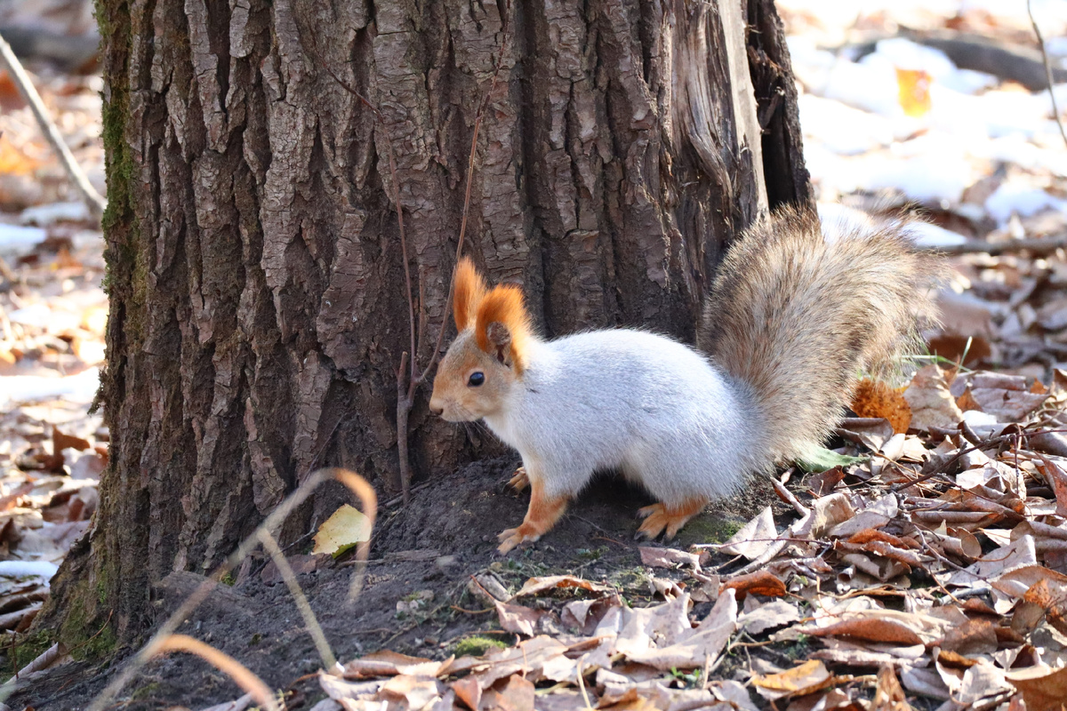Белка в парке Юбилейном. Барнаул. Алтайский край. Фото автора - Татьяна Фомичева