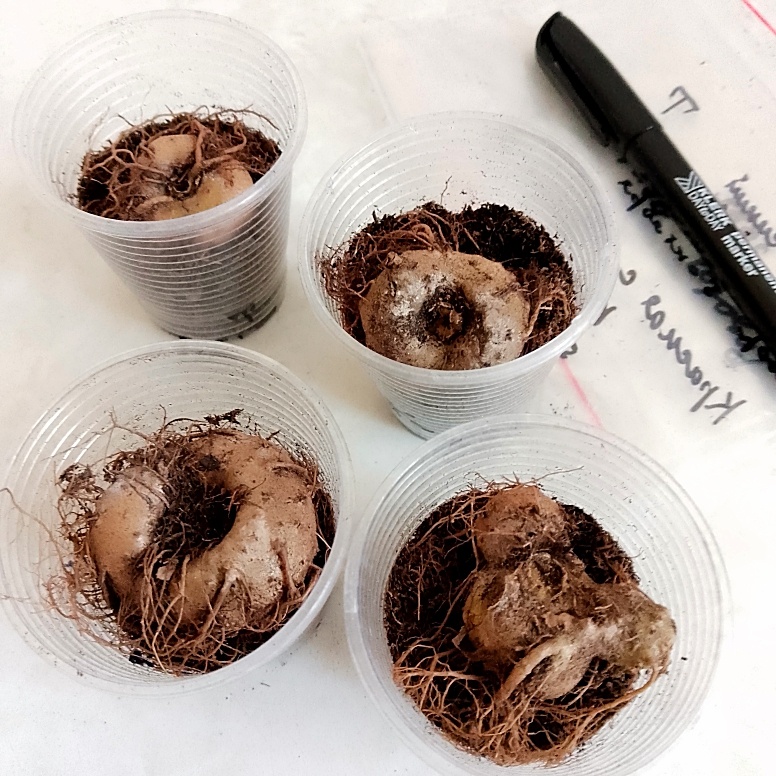 Клубни глоксиний