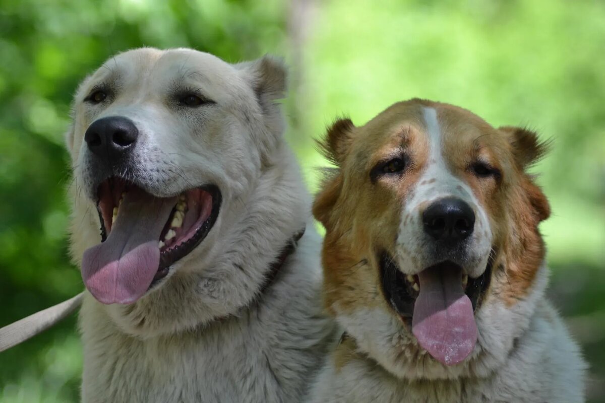 хорошая была пара