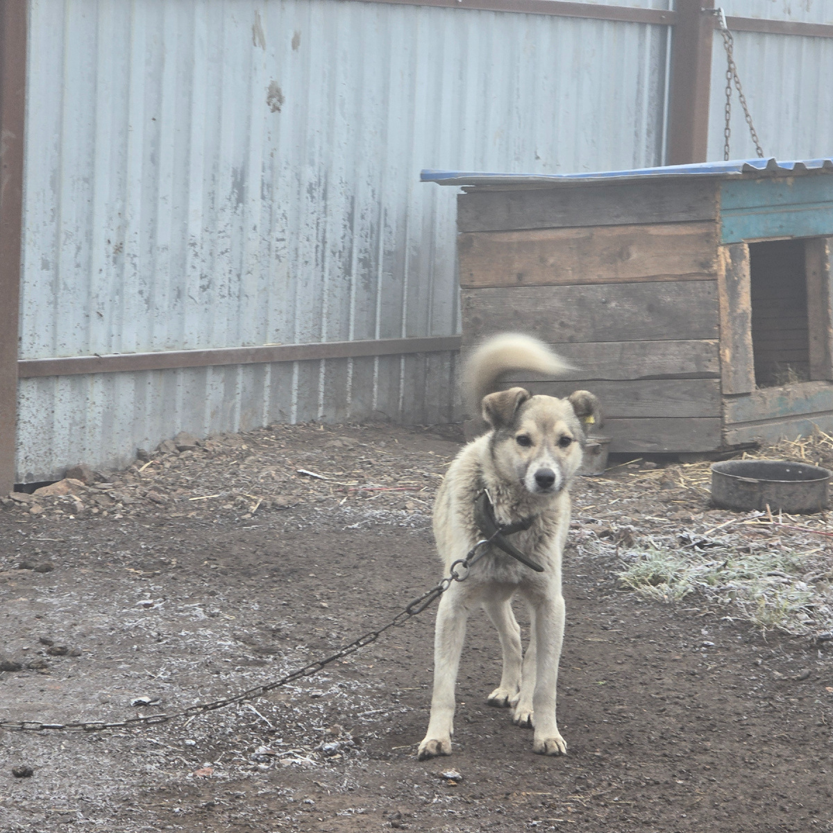 Одинокий взгляд полный надежды и тоски