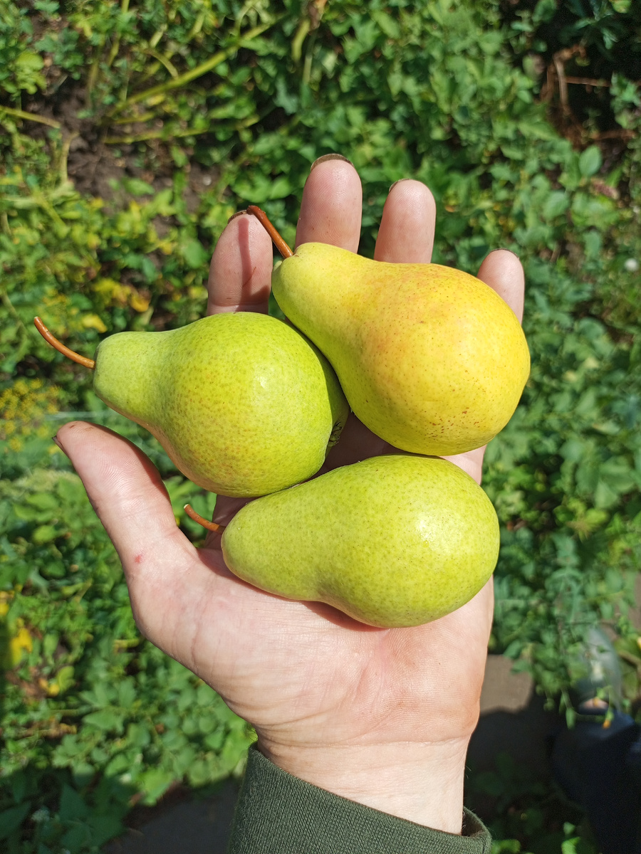 Флейта. 9 августа 2025 года.