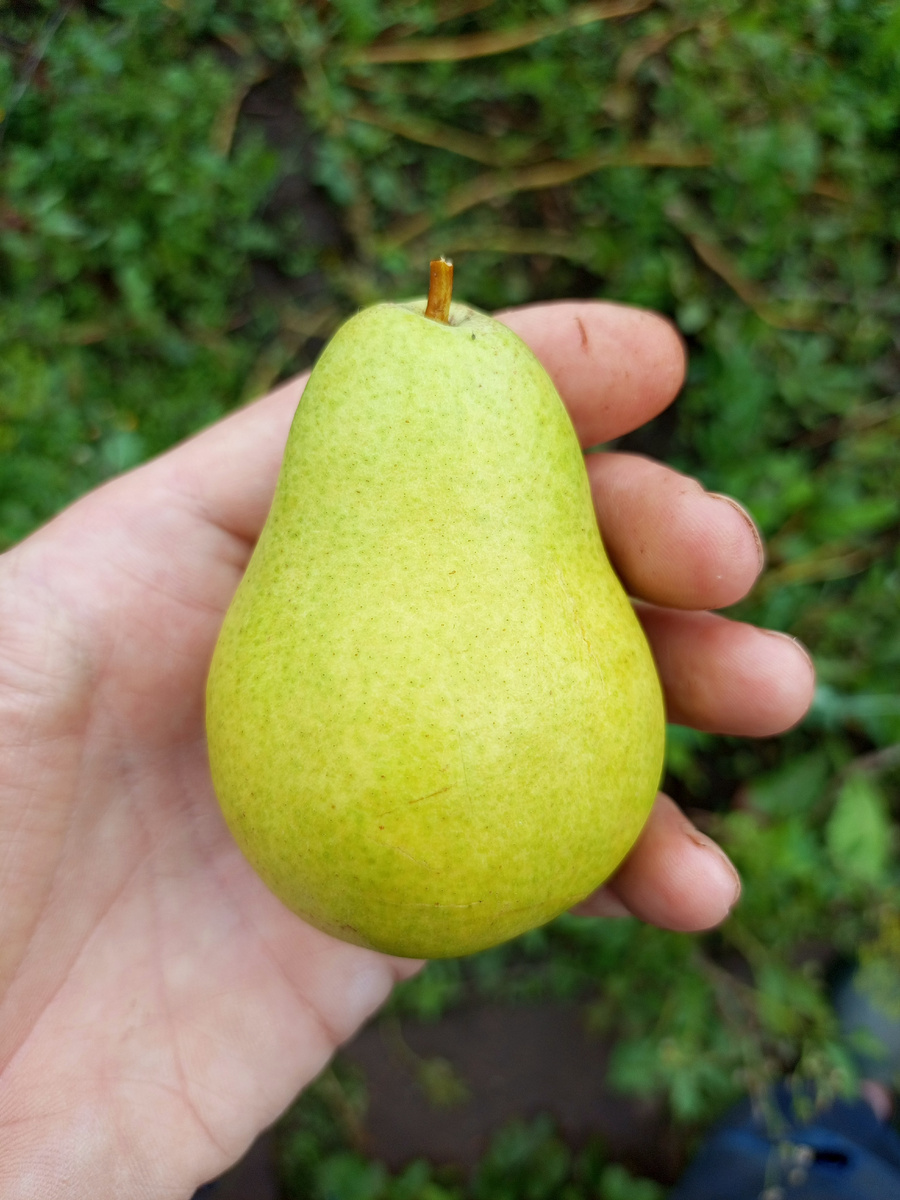 Чижовская. 20 августа 2025 года.