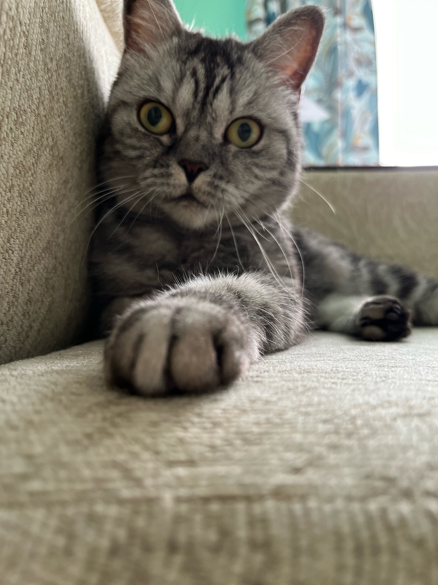    Буква "М" на лбу у кошек: что значит этот таинственный символ?