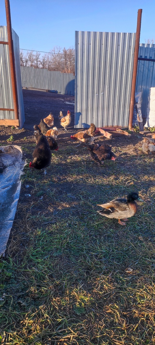 Гоша и курочки