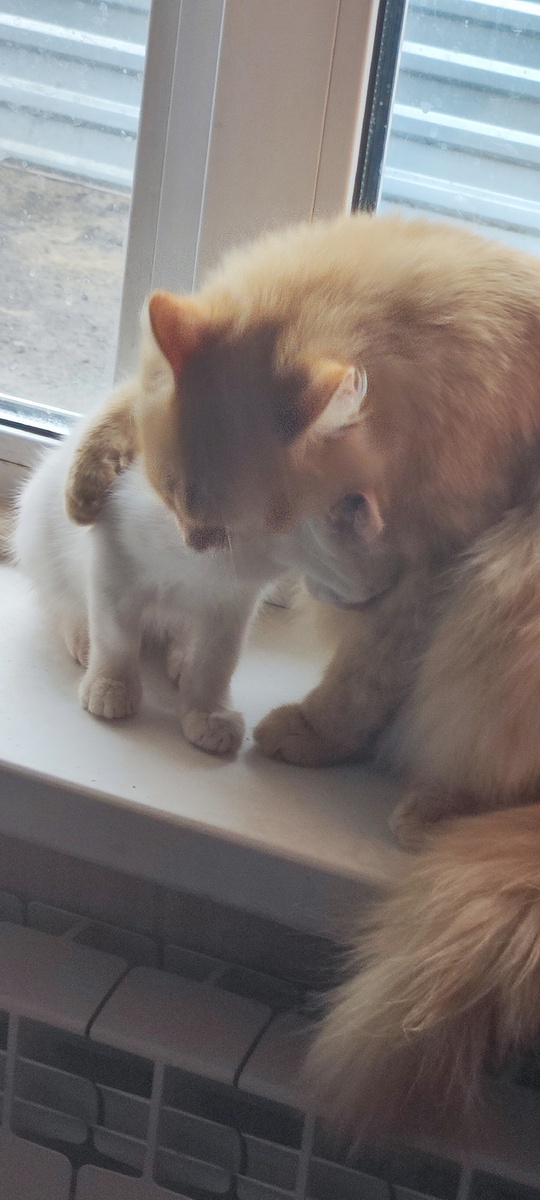 Лелик заботится о малышах