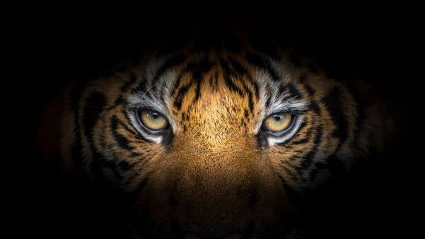    Фото: apiguide/Shutterstock/Fotodom