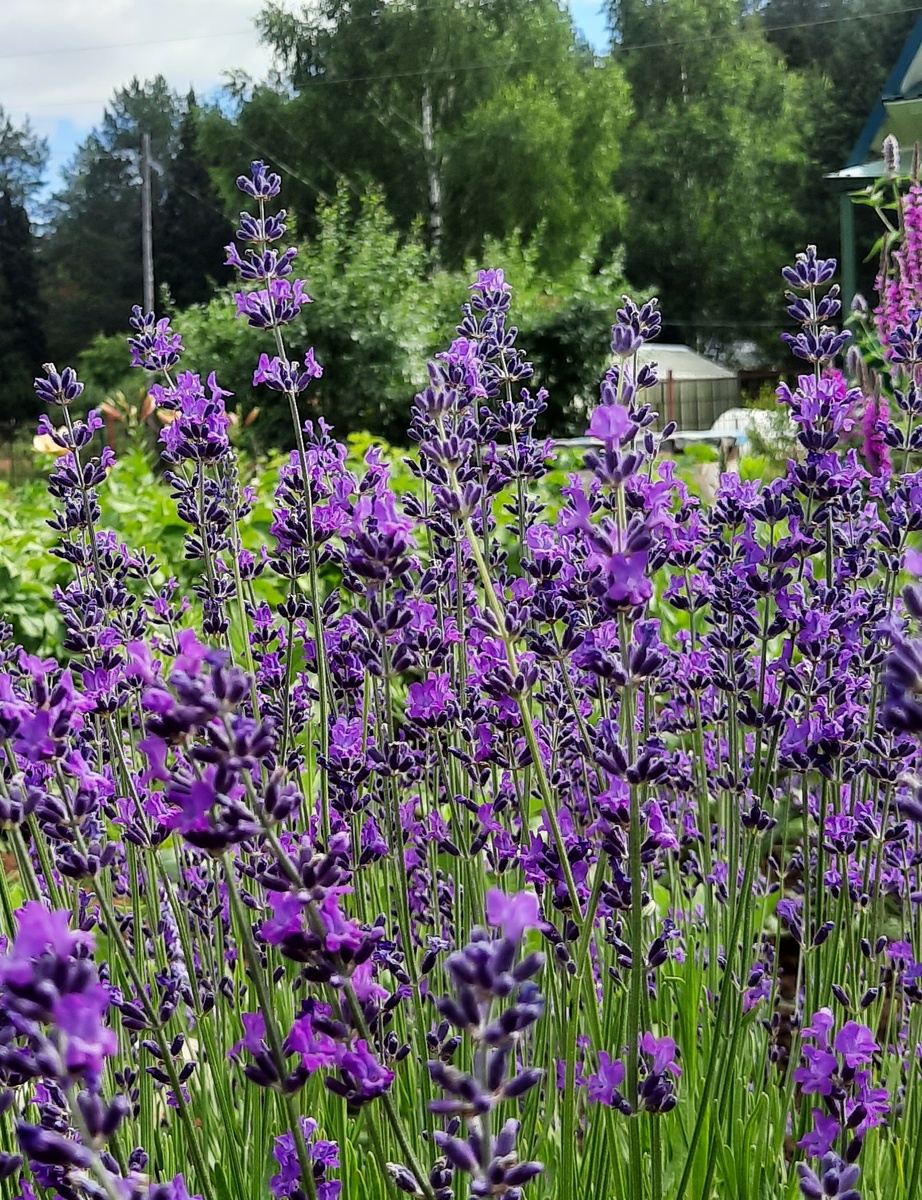 Лето 2025 года.