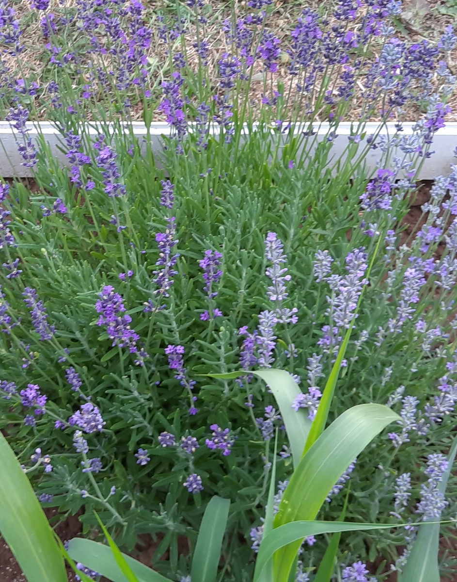 Лето 2024 года.