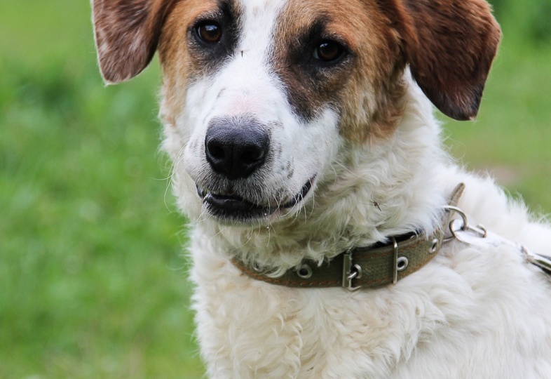 Он был игрушкой на лето