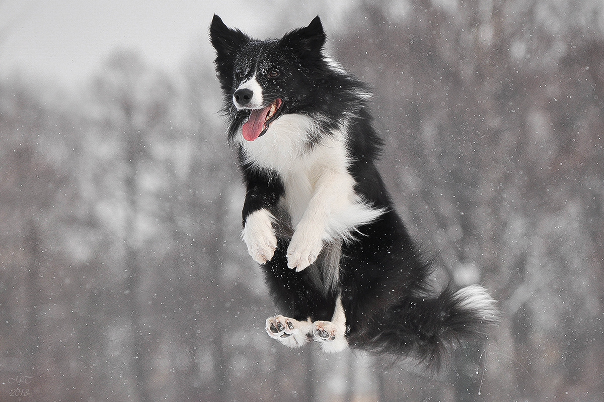 Marina Trunova / Shutterstock / FOTODOM📷Бордер-колли