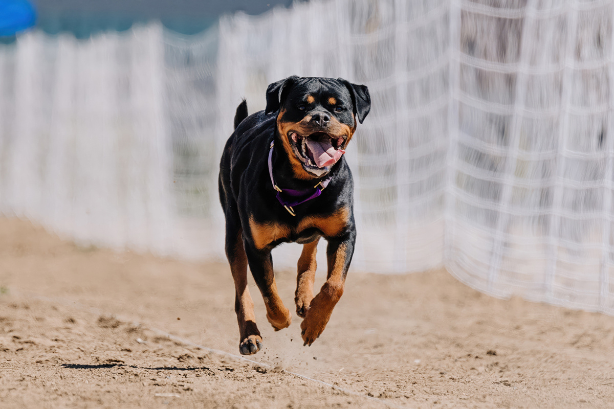 Cavan-Images / Shutterstock / FOTODOM📷Ротвейлер