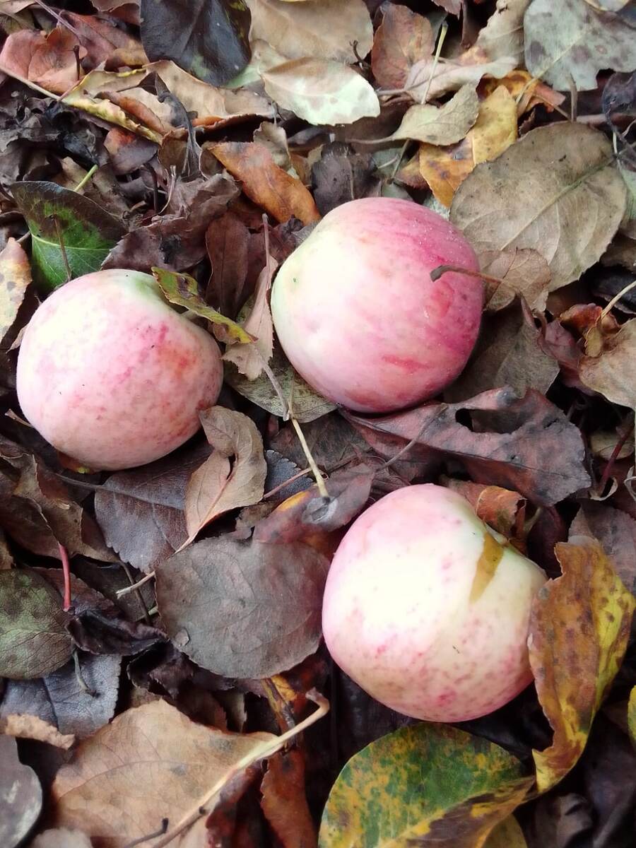 Яблоки на ковре из осенних листьев