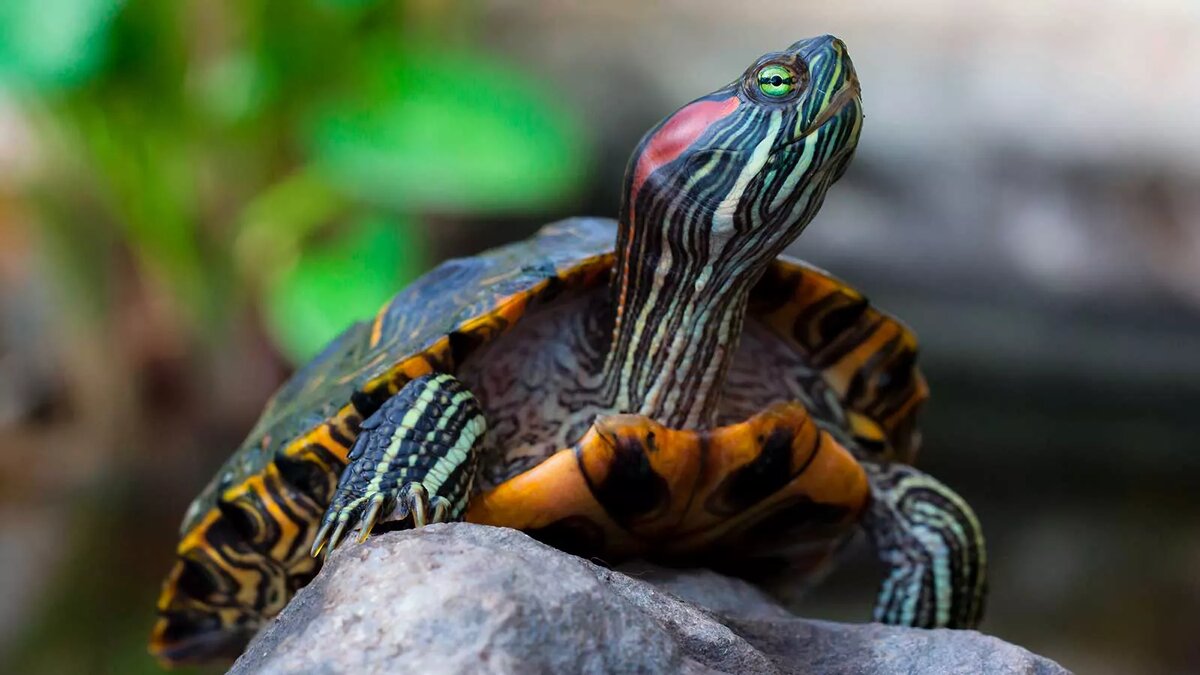 Даже в самом привычном питомце может скрываться целая вселенная загадок.