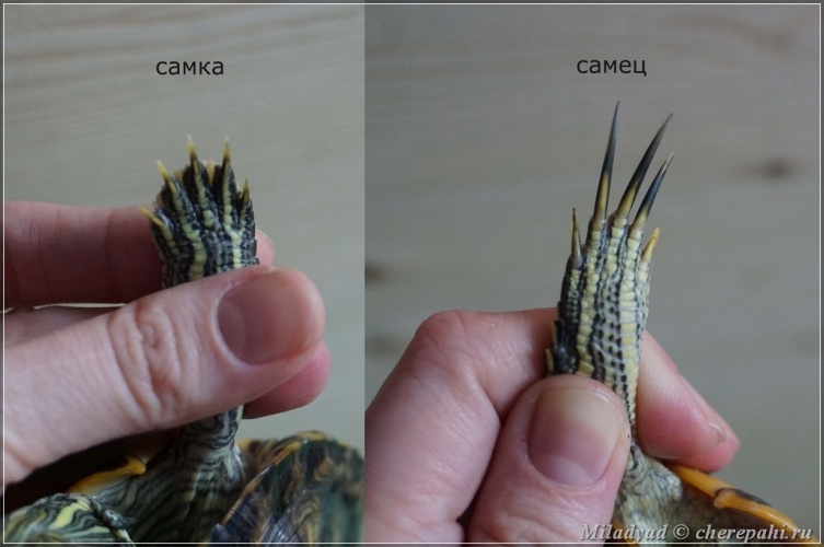 Сразу видно, кто здесь «мальчик», а кто «девочка». Присмотритесь к маникюру!