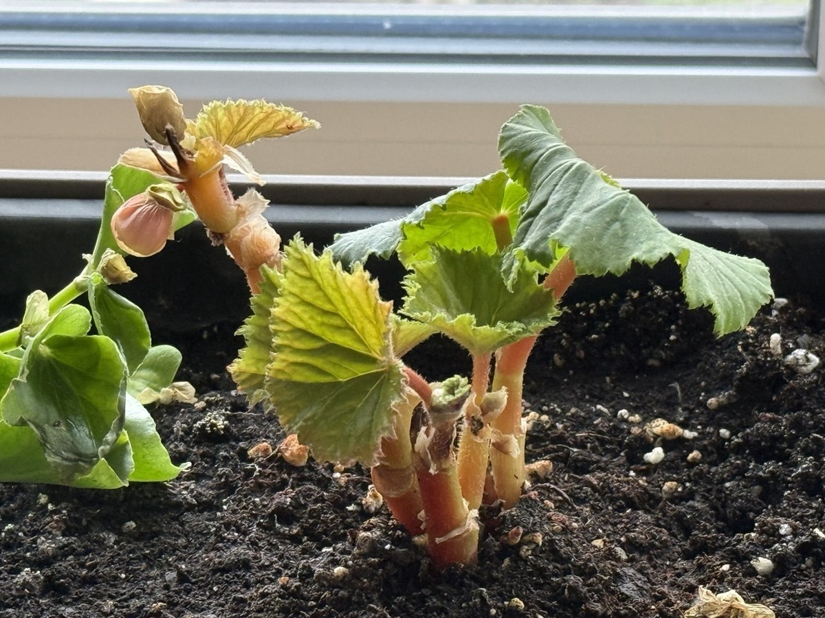 Бегония фото автора