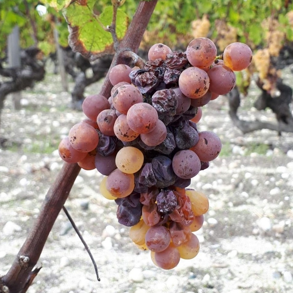 Виноград поврежденный благородной плесенью - Ботритис