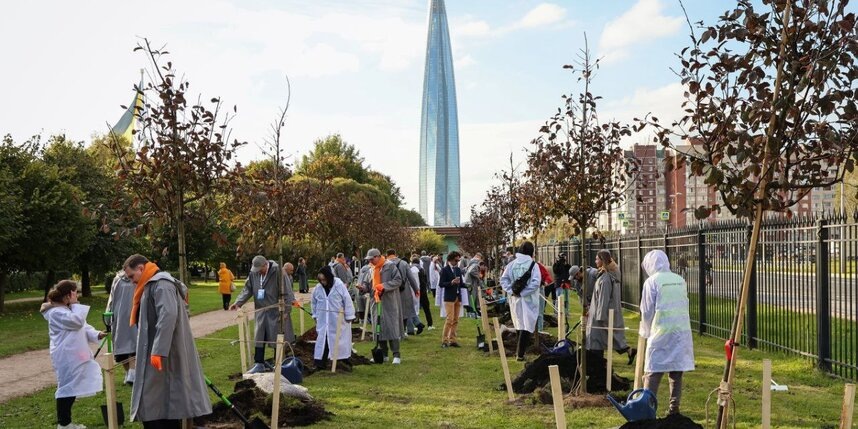    Весь октябрь в Петербурге идут посадки кустарников и деревьев. Озеленить город можно будет и в "Добрый субботник"соцсети комитета по благоустройству