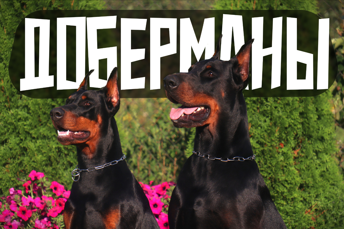     Луи Доберманн: как и зачем он выводил «идеальную» породу собак