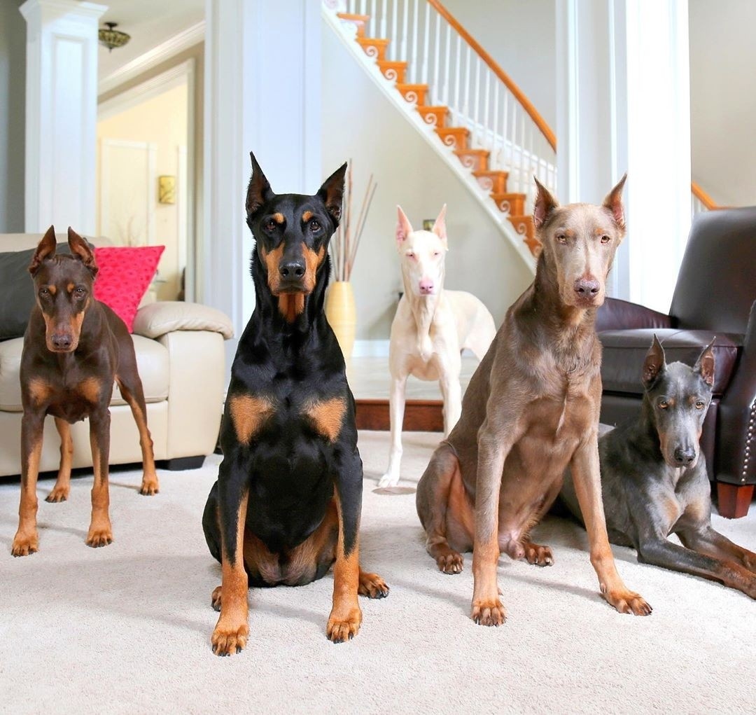    Хозяйка этих доберманов Эми Эйлер из Нового Орлеана спасла их: одни были брошены и истощены, другие — измучены болезнями. Так выглядят ее доберманы теперь!Соцсети/Amy Hill Eiler