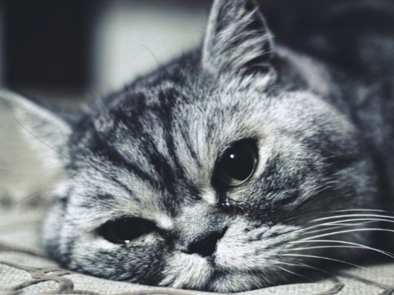 Эти изменения поведения точно указывают на боль у кошки. Какие позы она принимает, когда ей больно