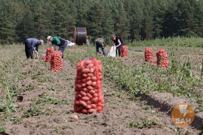    ЕАН. Сбор урожая картофеля