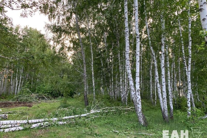    ЕАН. Березовый лес