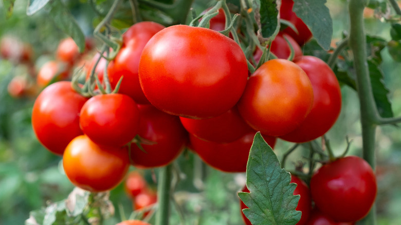 Урожай или картинка? Почему ТОМАТЫ болеют от нашей заботы. ГЛАВНАЯ ошибка ДАЧНИКОВ!