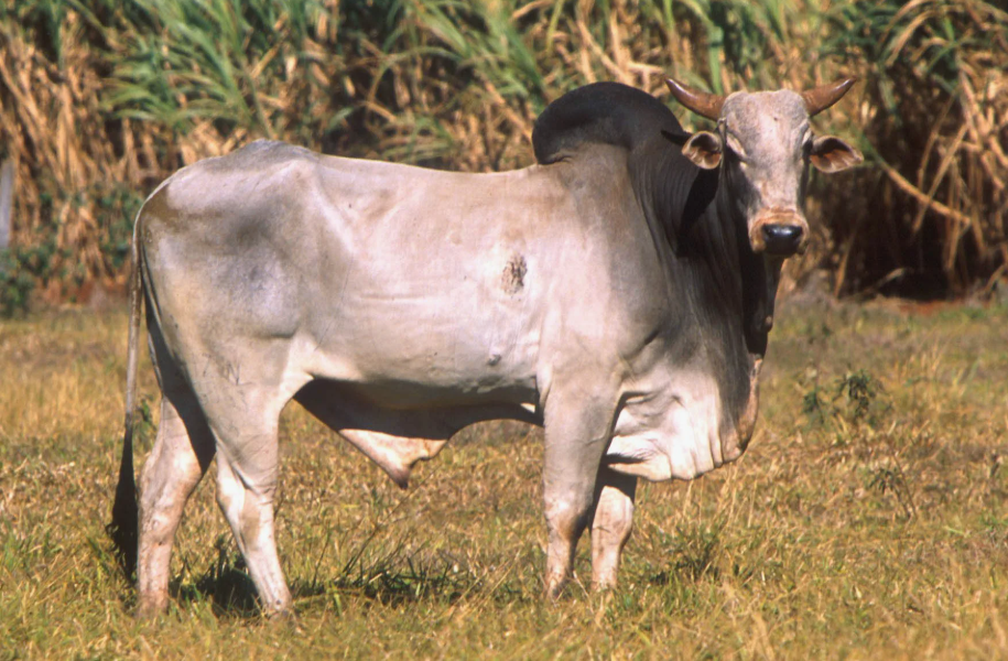 Тропическая выносливость. Зебу легче переносят жару и клещей: у них больше потовых желёз, складчатая кожа с большим подгрудком и «лохматыми» ресничками волоса — естественная защита в +40 … +45 °C.